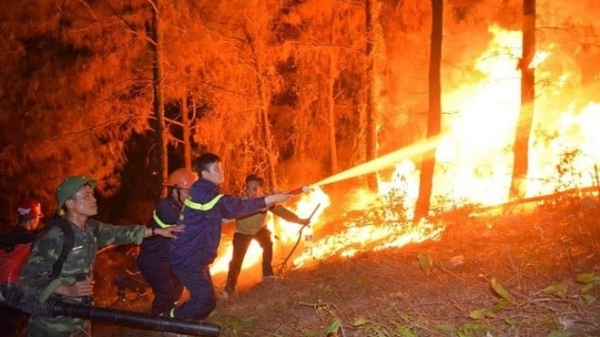 Bản tin Lâm nghiệp ngày 29/3/2024: Lập đoàn kiểm tra sau nhiều vụ cháy rừng