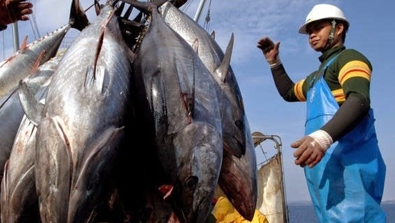Bản tin Thủy sản ngày 3/4/2024: Cá ngừ Việt Nam xuất khẩu tới 80 thị trường