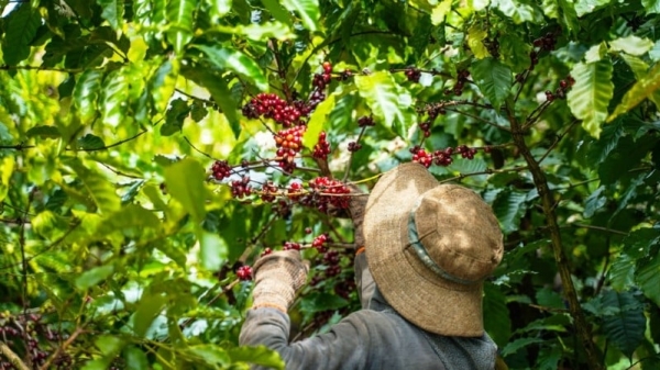 Cà phê Việt Nam thích ứng với quy định chống phá rừng