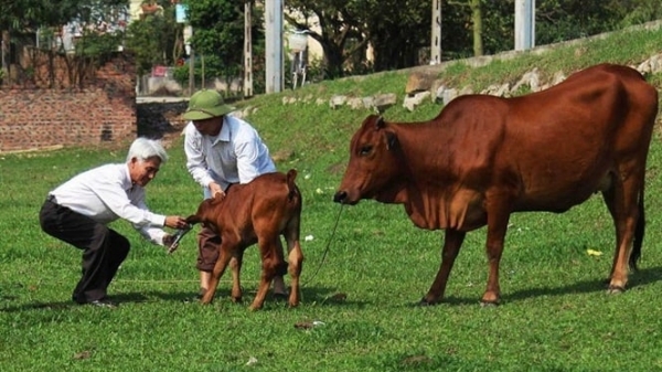Cải thiện chất lượng con giống để nâng tầm ngành chăn nuôi