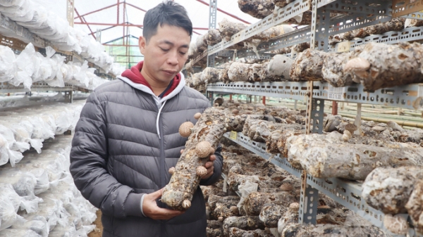 Hợp tác xã vùng cao cung ứng 300 tấn nấm hương mỗi năm