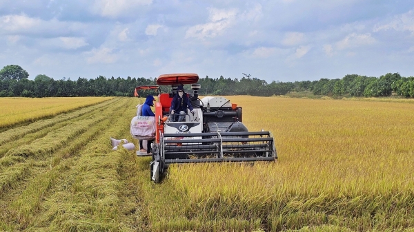 Một doanh nghiệp muốn bao tiêu gần 68% diện tích lúa Đông Xuân