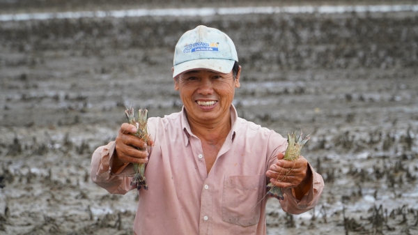 Canh tác tôm - lúa, nông dân rủng rỉnh bỏ túi tiền triệu mỗi ngày