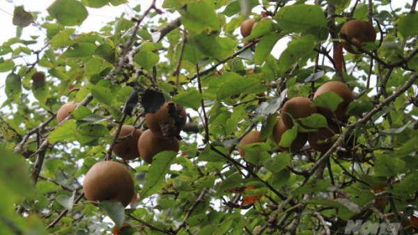 Lê Đông Khê vào tốp 50 cây trái ngon Việt Nam