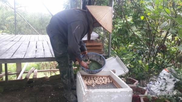Thái Nguyên: Kiếm tiền tỷ từ nuôi ốc nhồi