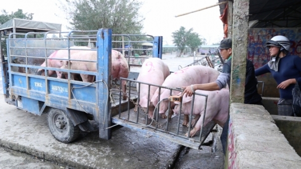 Trại lợn giống găm hàng, hộ nuôi nhỏ hết cửa tái đàn