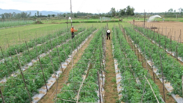 Nhiều chương trình hợp tác nông nghiệp Bình Định - Nam Lào