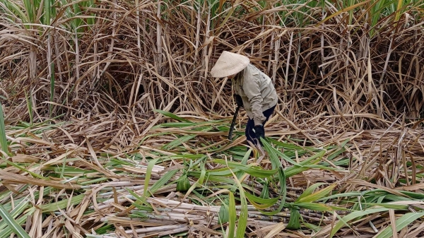 Khánh Hòa: Người trồng mía lại lao đao
