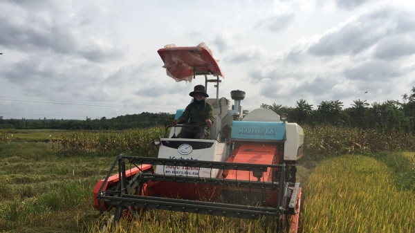 Nông dân xã EaM’droh thích xài máy gặt đập liên hợp