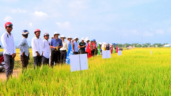 Thủ phủ lúa mời gọi doanh nghiệp chế biến gạo chất lượng cao