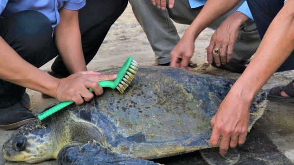 Giải cứu nhiều rùa biển mắc lưới ngư dân