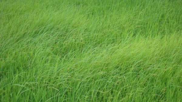 Lúa cỏ và giống kém chất lượng