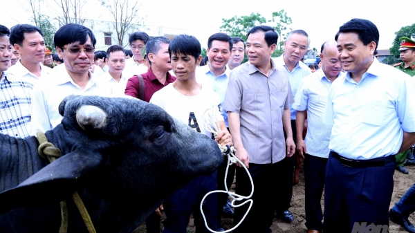 100 con bò lai Sind Hà Nội tặng tỉnh Thái Bình giờ ra sao?