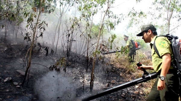 Nhiều cánh rừng ở Bình Định đứng trước nguy cơ cháy