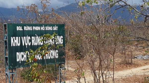 'Bà hỏa' đang uy hiếp rừng Ninh Thuận