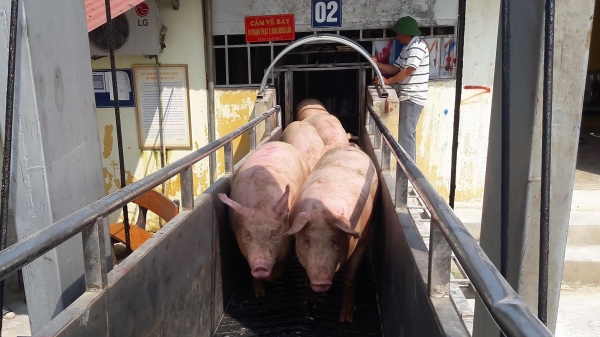 Tính tới phương án nhập khẩu lợn từ Campuchia