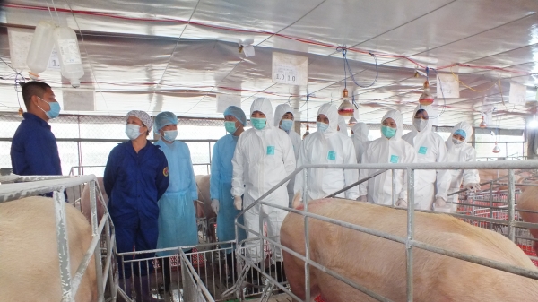 Bộ trưởng Nguyễn Xuân Cường kiểm tra tái đàn lợn tại Phú Thọ