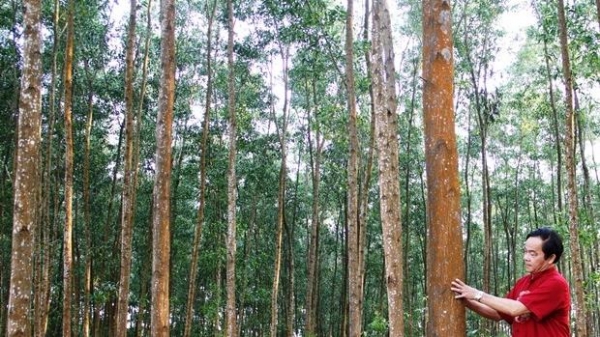 Phát triển rừng FSC bằng giống lâm nghiệp thân thiện môi trường