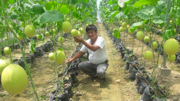 Thanh Hóa:  Hỗ trợ kinh phí cho gần 2,5 nghìn ha sản xuất nông nghiệp