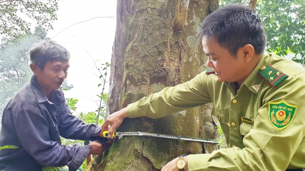 'Báu vật' rừng lim xanh trăm tuổi đầu nguồn biên giới Việt – Lào