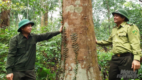 Bảo tồn rừng lim xanh 100 tuổi đầu nguồn biên giới Việt - Lào