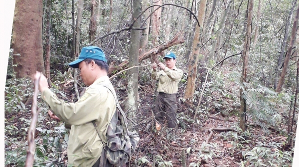 Quảng Bình: Tháo gỡ, thu gom hơn 1.000 bẫy thú rừng