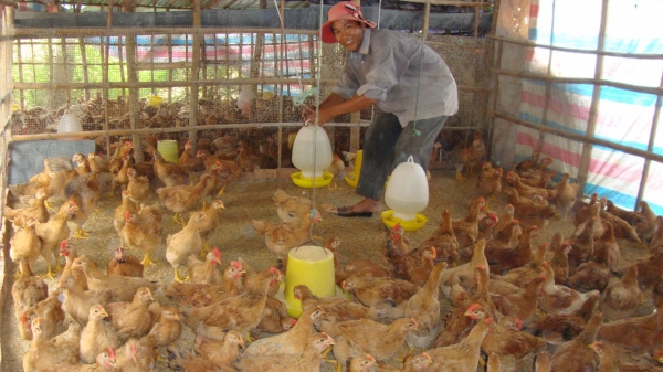 Phú Yên: Nâng cao hiệu quả chăn nuôi gia cầm