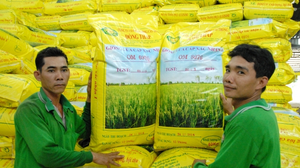 Doseco áp dụng bón phân vùi trong sản xuất lúa giống