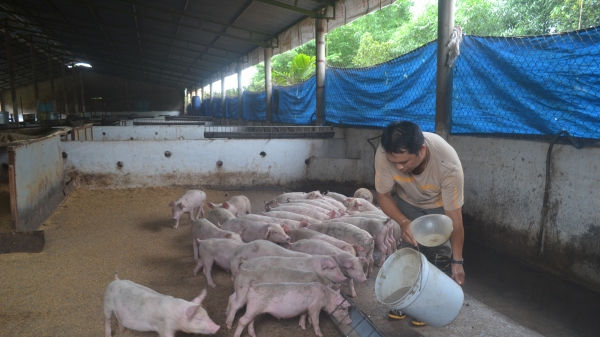 Tái đàn lợn ở bắc Tây Nguyên: Gặp khó vì giá lợn giống cao