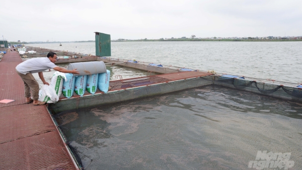 Khó khăn 'vây ráp' người nuôi cá trên sông Thái Bình