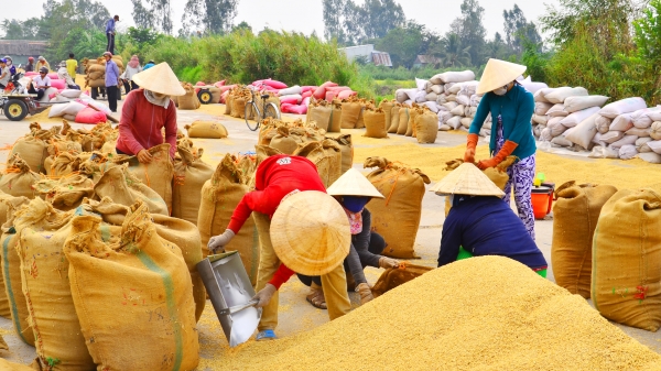 Xuất khẩu gạo có định mức: Doanh nghiệp, nông dân đồng tình