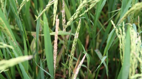 Cẩn trọng đạo ôn hại lúa: Trên 5.000ha bị uy hiếp