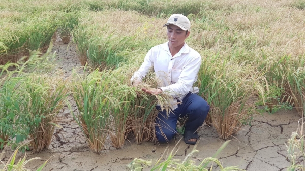 Hơn 60.000 ha cây trồng ở Tây Nguyên, Trung Bộ bị đe dọa bởi khô hạn