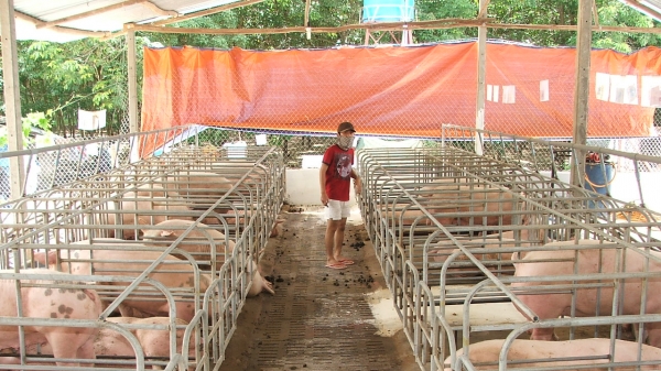 Giá lợn hơi ở Đồng Nai giảm mạnh