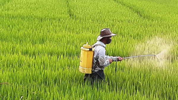 Thừa Thiên- Huế: Đảm bảo cung ứng vật tư chăm sóc lúa đông xuân
