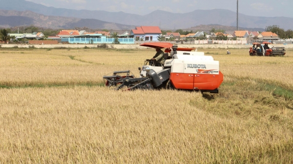 Sản xuất lúa 2 vụ, giải pháp cho vùng khô hạn