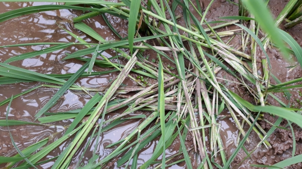 Nam Định: Chuột hoành hành phá hại lúa