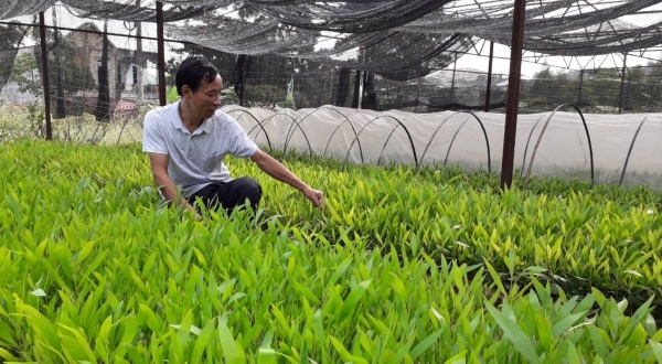 Tuyên Quang: Đã sẵn sàng trồng 10.000 ha rừng