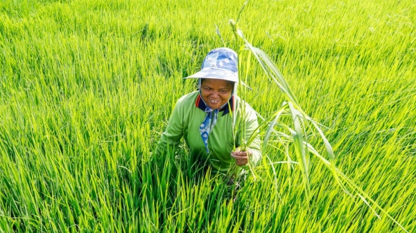 Giá gạo xuất khẩu của Thái Lan lên cao nhất trong vòng 7 năm