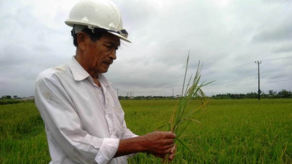Quảng Trị: Gần 2.000 ha lúa bị sâu bệnh gây hại