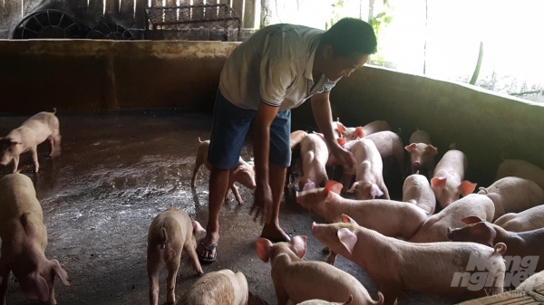Cà Mau, Bạc Liêu: Công bố hết dịch tả lợn Châu Phi