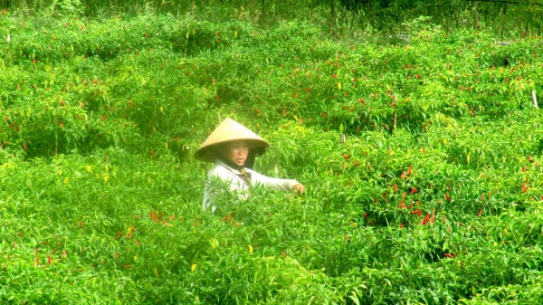 Hình mẫu chuyển đổi nông nghiệp ở Bình Định