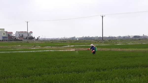 Nam Định: Dịch bệnh ‘bủa vây’ đồng ruộng
