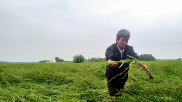 Quảng Trị: Hơn 3.000 ha lúa sắp thu hoạch bị ngã rạp, ngập úng