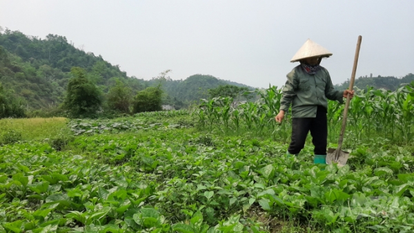 Giá tăng cao, sao người trồng rau vẫn khóc?