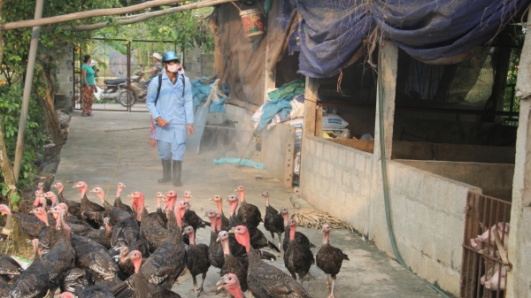 Hưng Yên: Tăng cường phòng chống dịch bệnh gia súc, gia cầm trước đại dịch Covid-19