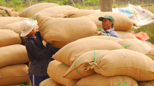 Kiến nghị cho thông quan toàn bộ lượng gạo hàng hóa đã sẵn sàng tại cảng