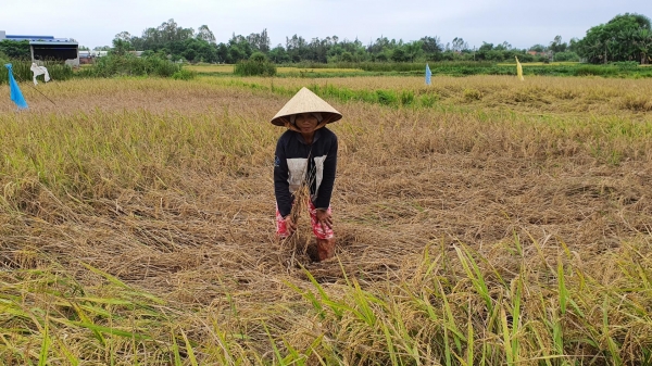 Quảng Nam: Bùng phát rầy hại lúa