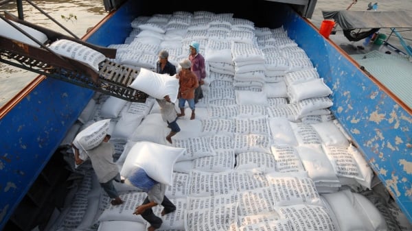 Trước bờ vực phá sản, một doanh nghiệp xuất khẩu gạo nếp cầu cứu Thủ tướng