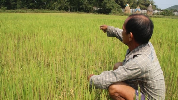Những 'cánh đồng chết' ở Bình Định sắp được hồi sinh